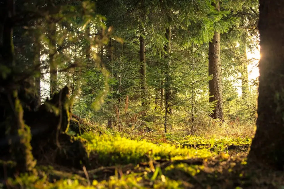Sunlight filtering through dense trees, symbolising energetic recalibration and renewal after a long period of darkness