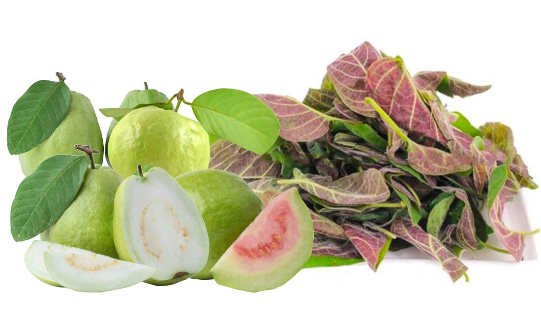 Unlocking the Nutritional Benefits of Guava and Paederia Foetida Leaves for Overall Health