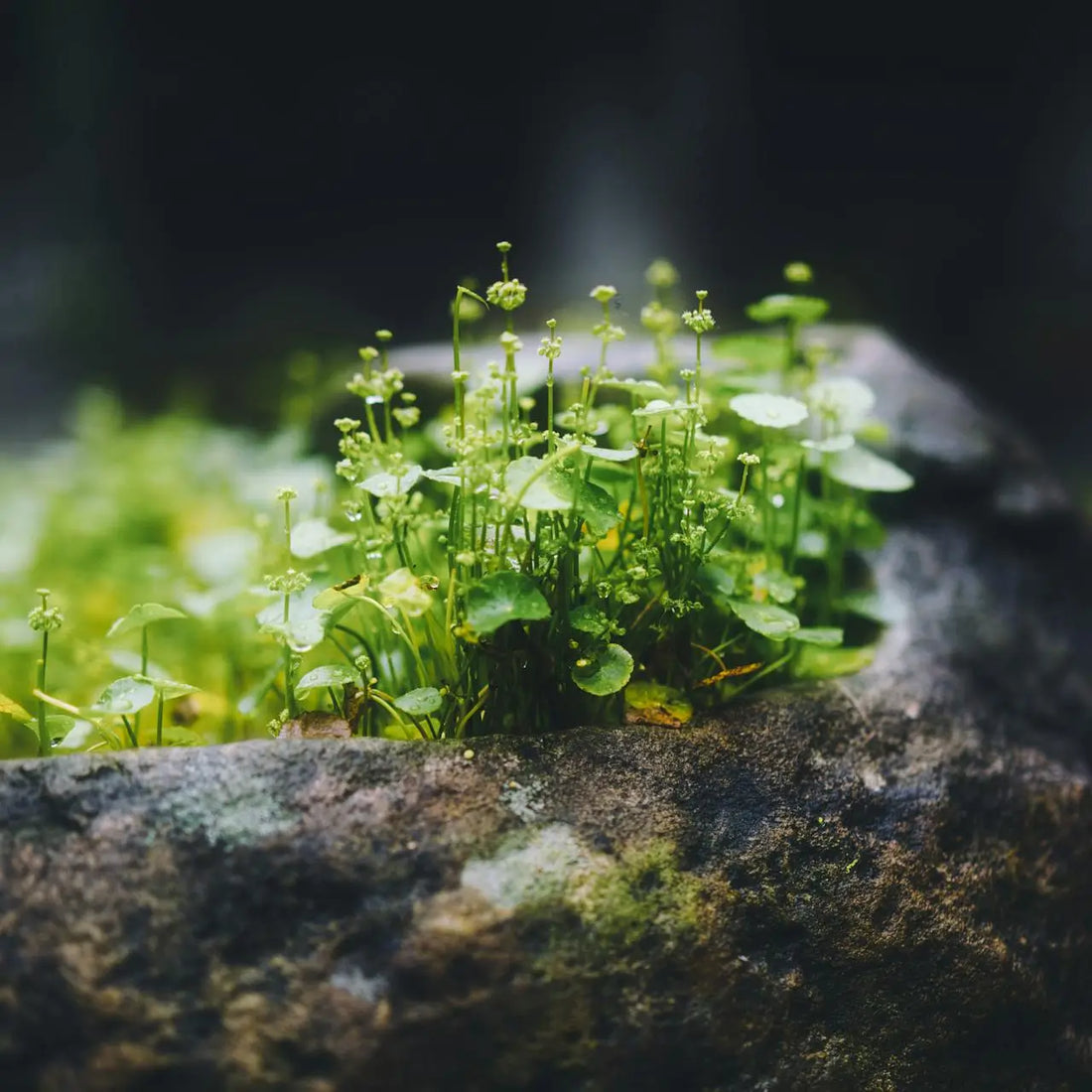 A macro shot of young sprouts, representing personal growth and the Law of Creation.