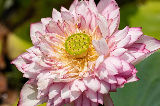 Lotus Seeds for Restorative Sleep: Ancient Remedies for Insomnia and Anxiety