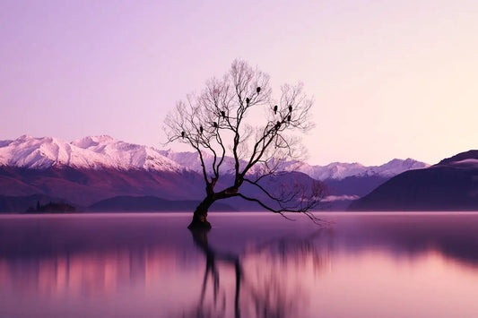 a tree in the middle of a lake surrounded by mountains