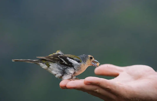 A human hand offering breadcrumbs to a small wild bird, symbolising breadcrumbing in relationships.