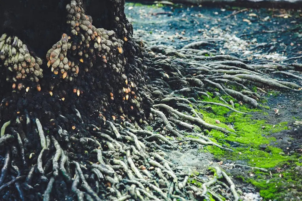 The Law of Growth: Change Starts Within