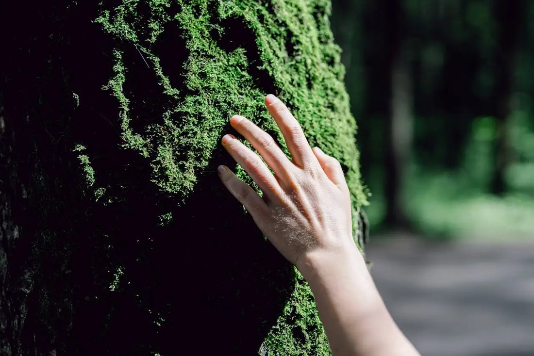 A hand gently touching vibrant green moss on a tree trunk in a quiet forest, symbolising connection with nature, mindfulness, and the harmony of the spiritual world.