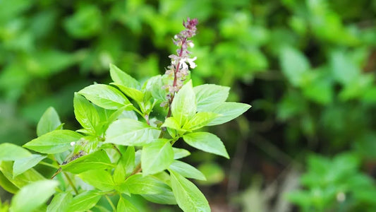 fresh holy basil - ancient herbal teas for anxiety and insomnia