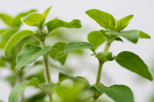 Oregano for Cough: Ancient Herbal Wisdom for Holistic Wellness