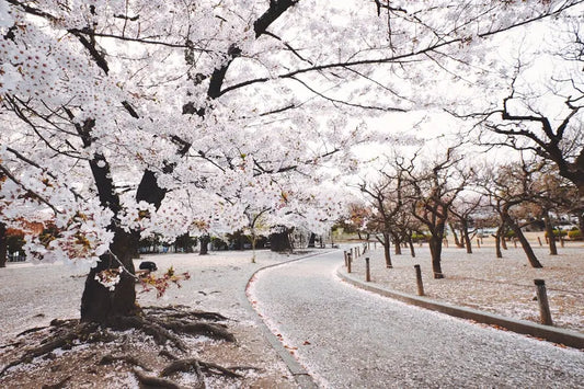 Cherry blossom petals scattered on a road, a visual representation of change and letting go